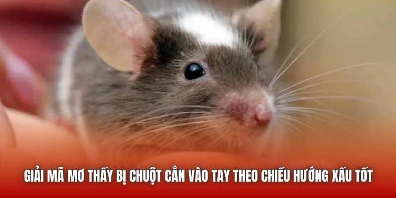 Giải mã mơ thấy bị chuột cắn vào tay theo chiều hướng xấu tốt