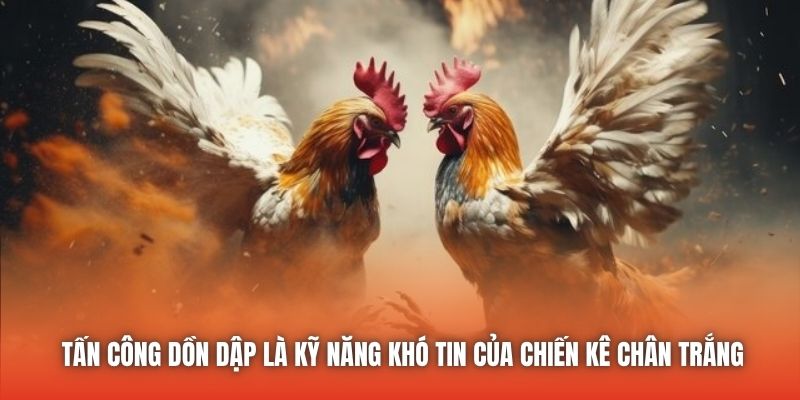 Tấn công dồn dập là kỹ năng khó tin của chiến kê chân trắng