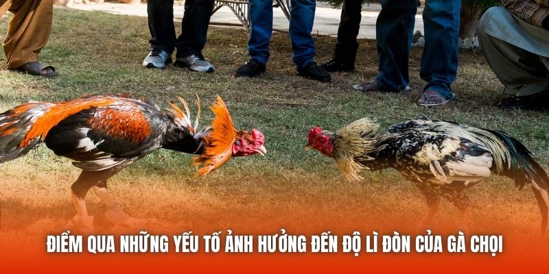 Điểm qua những yếu tố ảnh hưởng đến độ lì đòn của gà chọi